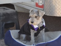 Our dog "Dirbo" in his wedding tux